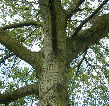 Image of <i>Populus</i> alba × Populus <i>tremula</i>