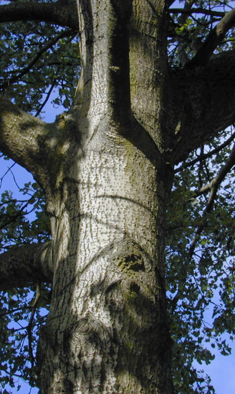 Image of <i>Populus</i> alba × Populus <i>tremula</i>