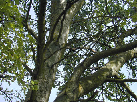 Image de <i>Populus</i> alba × Populus <i>tremula</i>