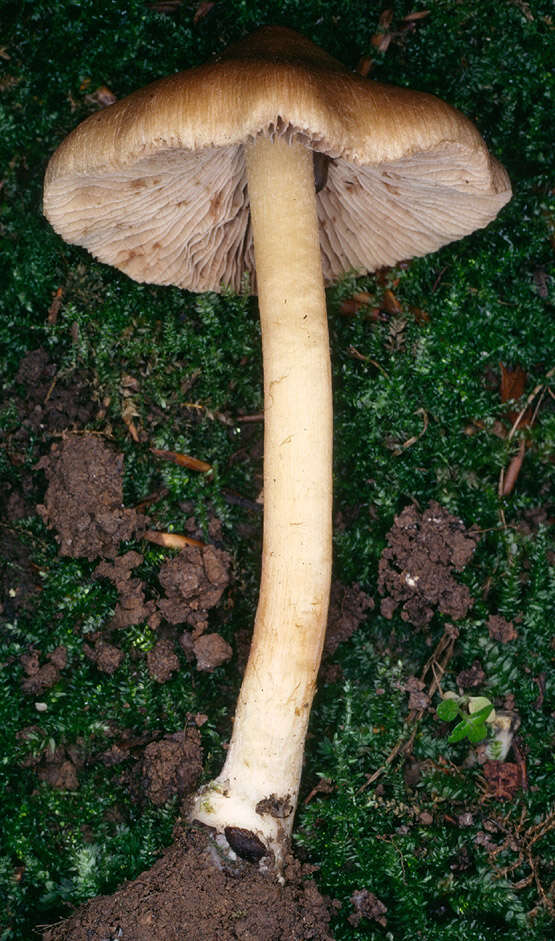 Image de Inocybe cookei Bres. 1892