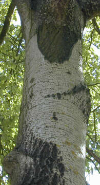 Image of <i>Populus</i> alba × Populus <i>tremula</i>