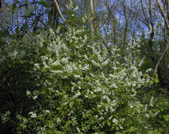 Image of Bird Cherry