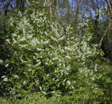 Image of Bird Cherry