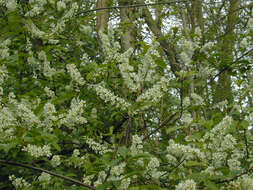 Image of Bird Cherry