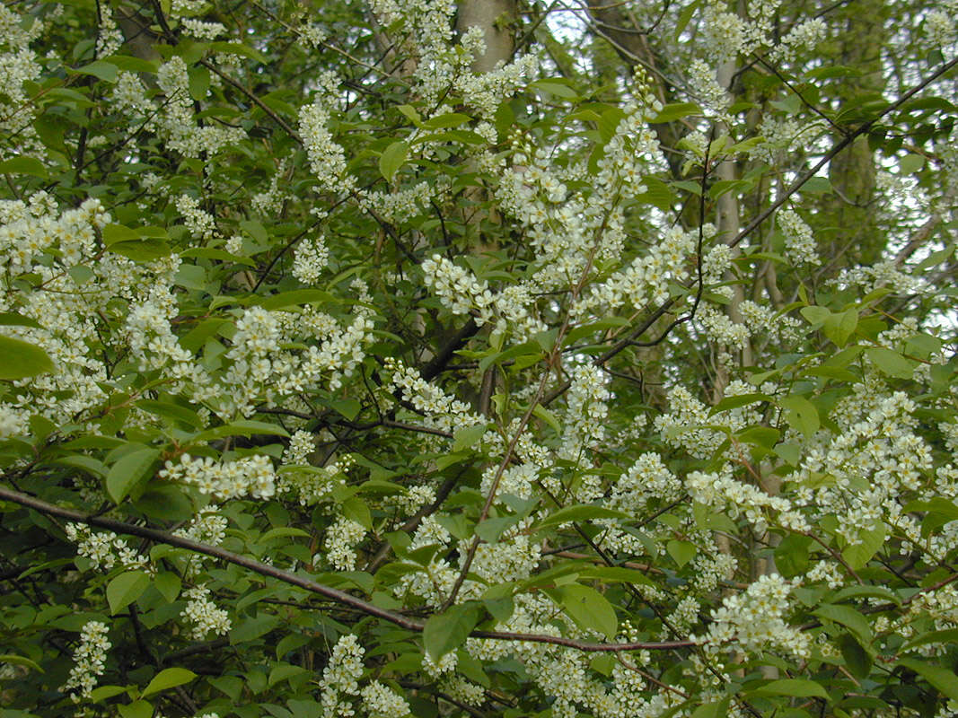 Image of Bird Cherry