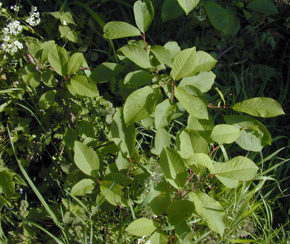 Image of Bird Cherry