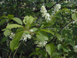 Image of Bird Cherry