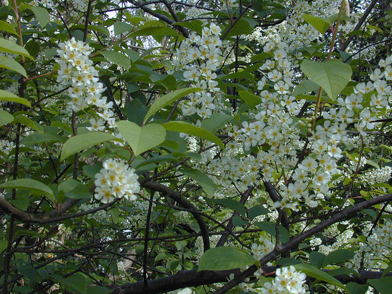 Image of Bird Cherry