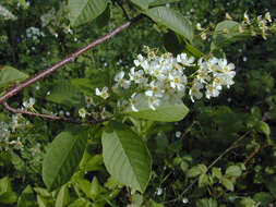 Image of Bird Cherry