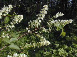 Image of Bird Cherry