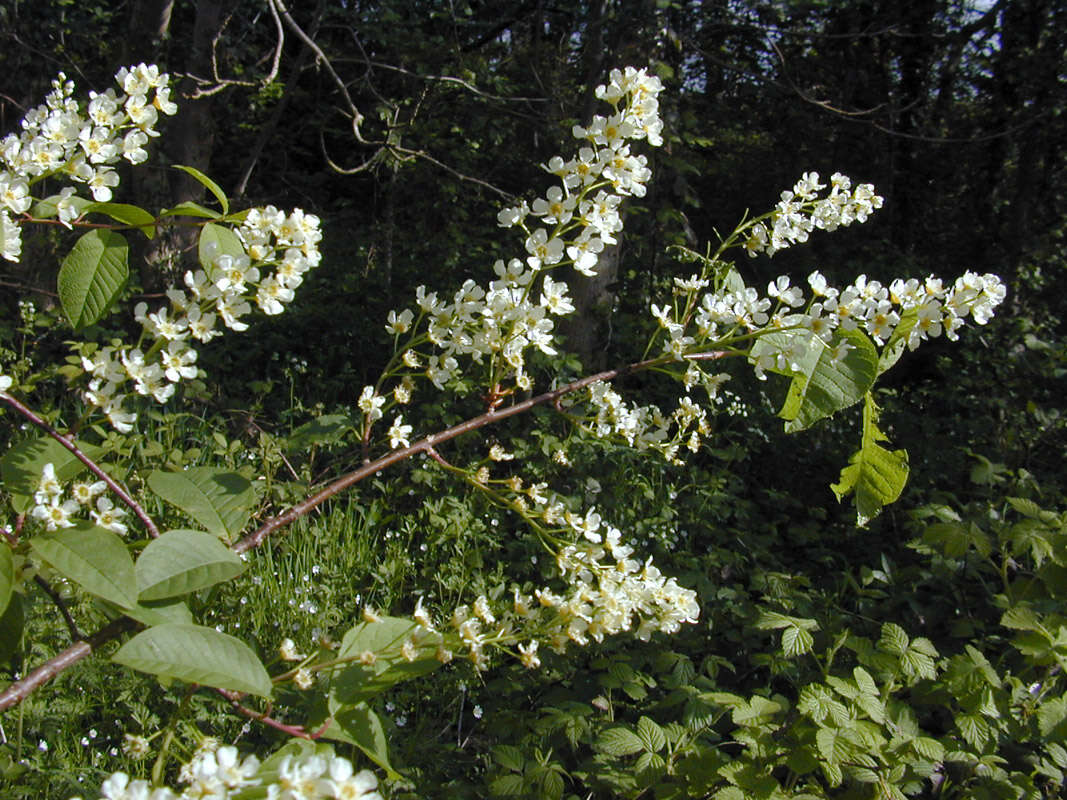 Image of Bird Cherry