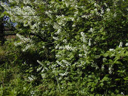 Image of Bird Cherry