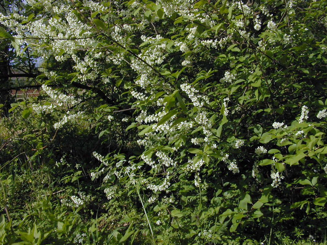 Image of Bird Cherry