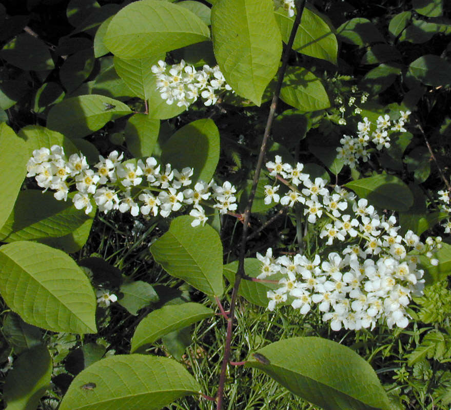 Image of Bird Cherry