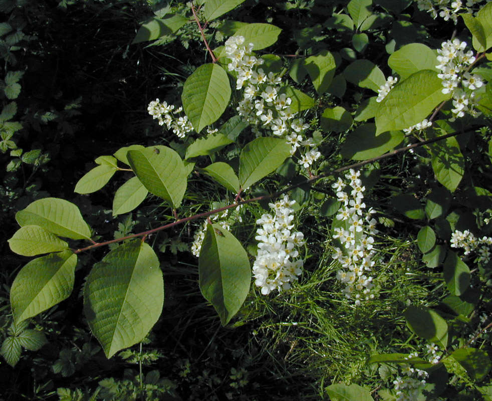 Image of Bird Cherry