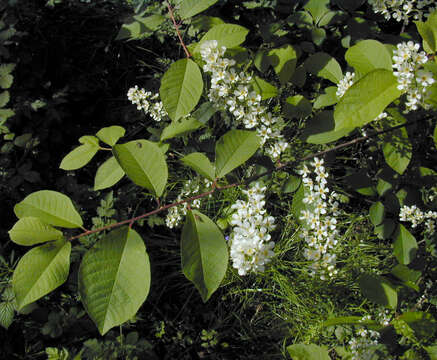 Image of Bird Cherry