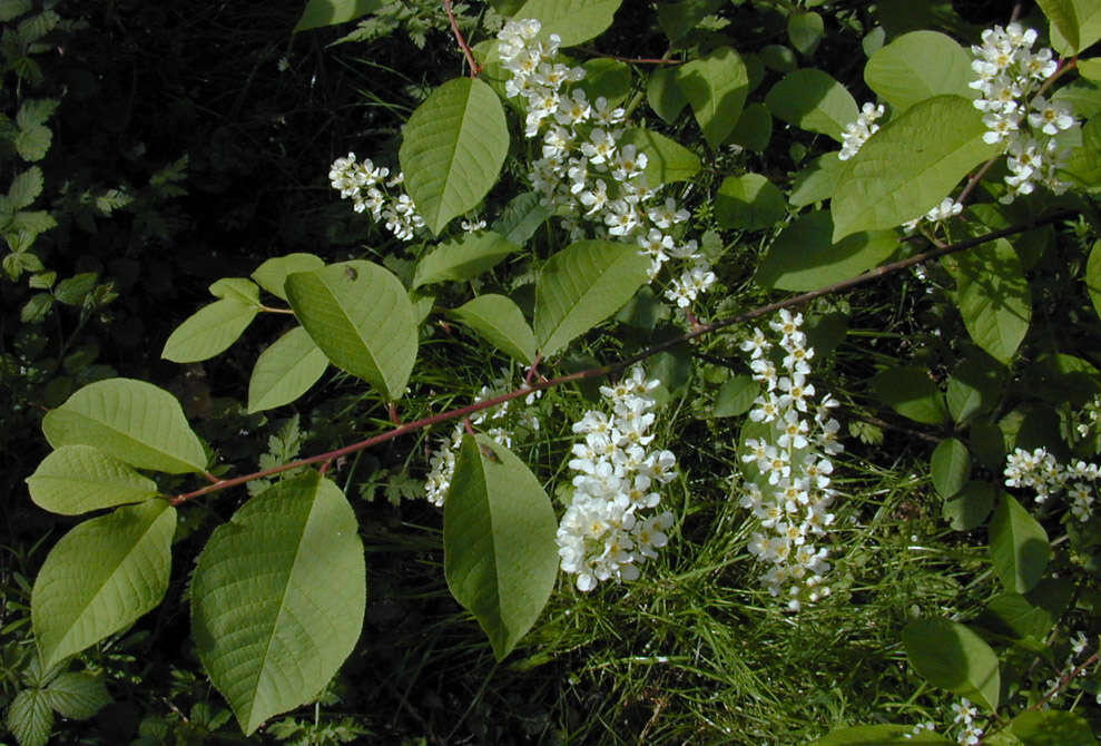 Image of Bird Cherry