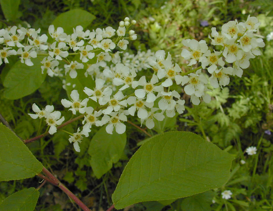 Image of Bird Cherry