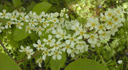 Image of Bird Cherry