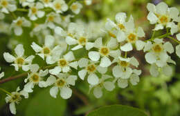 Image of Bird Cherry