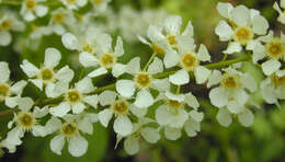 Image of Bird Cherry