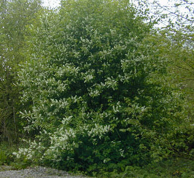 Image of Bird Cherry