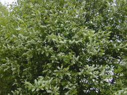 Image of Bird Cherry