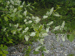 Image of Bird Cherry