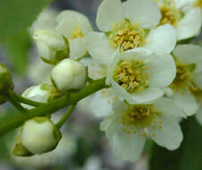 Image of Bird Cherry