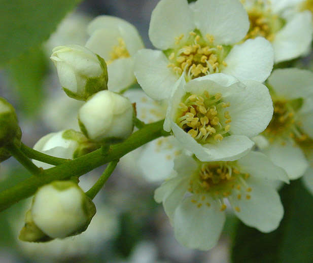 Image of Bird Cherry