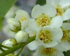 Image of Bird Cherry