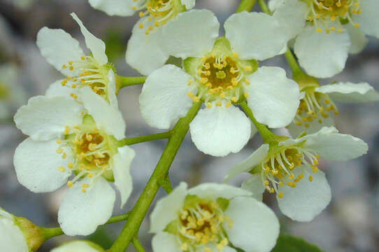 Image of Bird Cherry