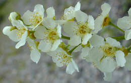 Image of Bird Cherry