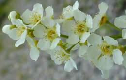 Image of Bird Cherry