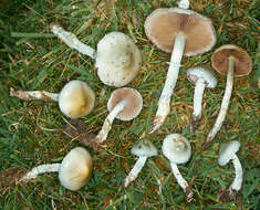 Image of Stropharia caerulea Kreisel 1979