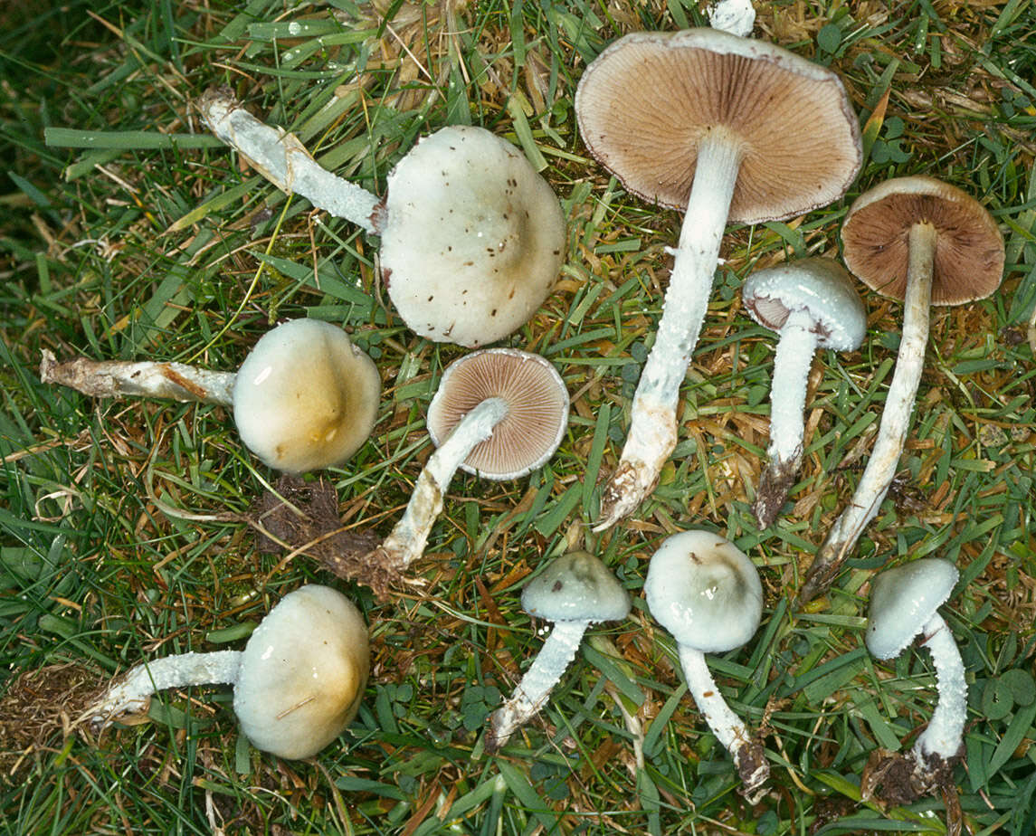 Image de Stropharia caerulea Kreisel 1979