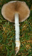 Image of Stropharia caerulea Kreisel 1979