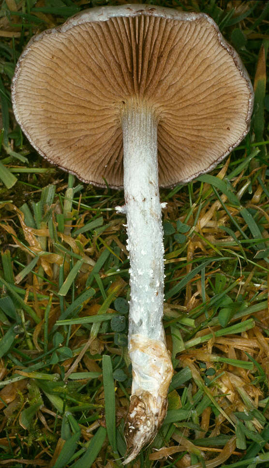 Image de Stropharia caerulea Kreisel 1979