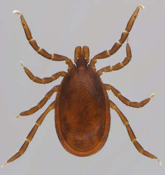 Image of Ixodes ricinus (Linnaeus 1758)