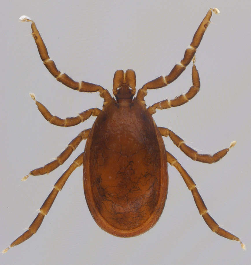 Image of Common sheep tick