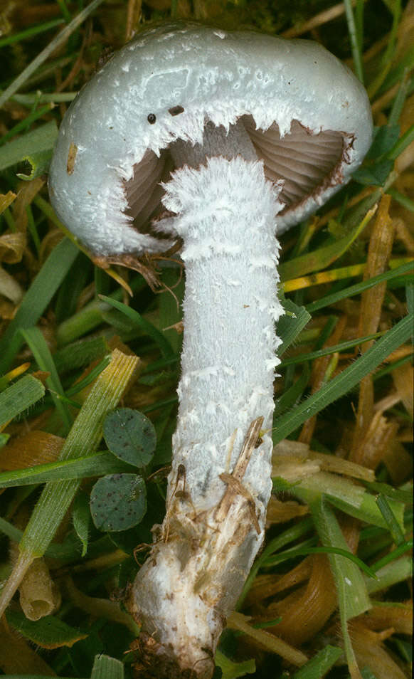 Image of Stropharia caerulea Kreisel 1979