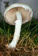 Image of Stropharia caerulea Kreisel 1979