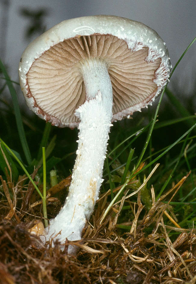 Image de Stropharia caerulea Kreisel 1979