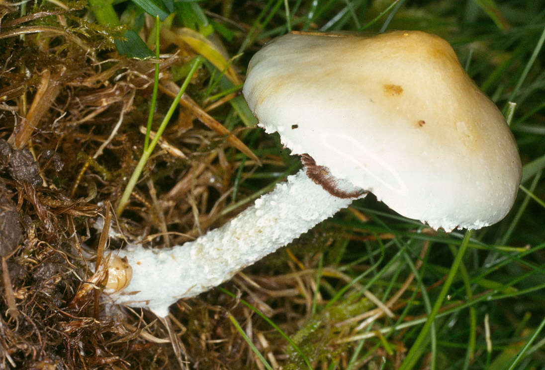 Image de Stropharia caerulea Kreisel 1979