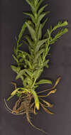 Image of field pepperweed