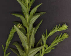 Image of field pepperweed