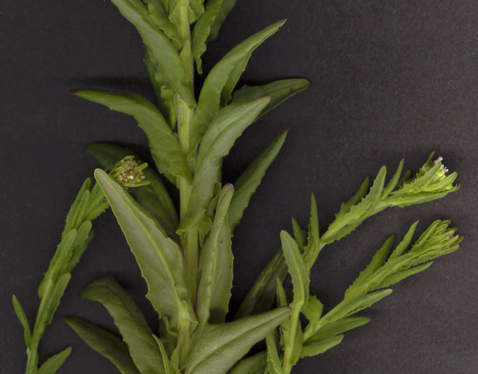 Image of field pepperweed