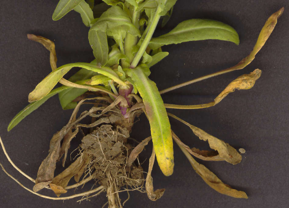 Image of field pepperweed