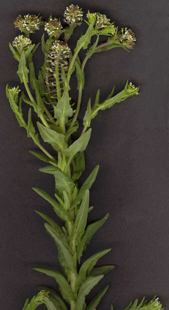 Image of field pepperweed