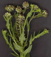 Image of field pepperweed